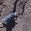 A satellite image of the World Trade Center attacks of Sept. 11, 2001. (Image courtesy: NASA)