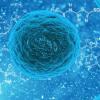 NIH Cells