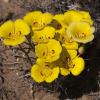 sego lily