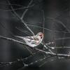 Redpoll