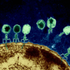 phages on bacteria cell