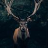 Elk Stock Photo