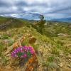 Pink Flowers on Ridge