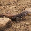 Plateau Tiger Whiptail