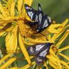 Police car moth on sneezeweed