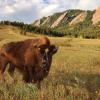 Buffalo