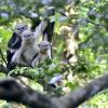 Le Khac Quyet discovered a population of the endangered Tonkin snub-nosed monkey in 2002 and has since worked to conserve the species. Photo courtesy Le Khac Quyet.