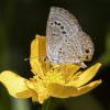 Reakirt's blue caterpillars in an ancient mutualism with ants