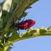 Net winged beetle