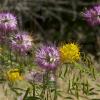 Bee plant