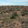 Rumex crispus, or curly dock