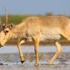 Antelope