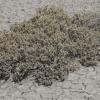 saltbrush