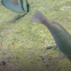 Fish in an ocean