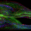  light sheet microscopy
