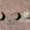 Houndstongue seeds