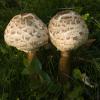Mushrooms