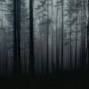 Spooky Woods