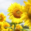 yellow sunflowers