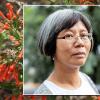 Tin Tin Su and firecracker bush plant