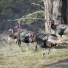 turkeys