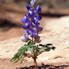 lupine