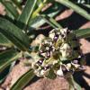 milkweed