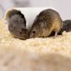 voles