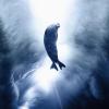 Weddell Seal