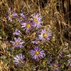 purple western aster