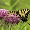a photo of the same flower and 	swallowtail, but showing the ventral side