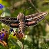 White-lined hovering moth
