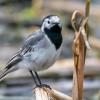 White Wagtail Photo