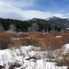 Willows