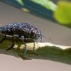 Beetle