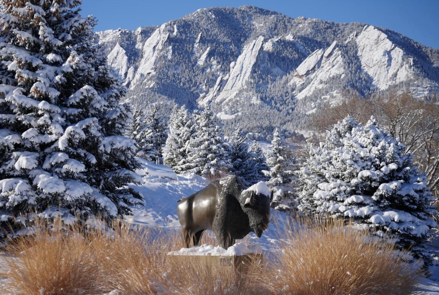 cu buff in the winter snow
