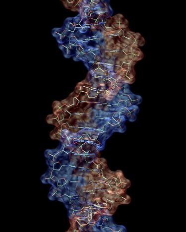 DNA double helix