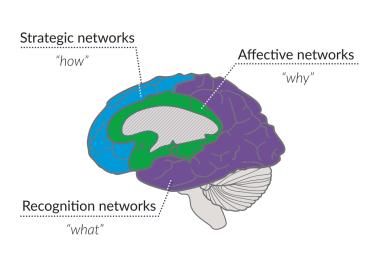 Diagram of the human brain highlighting the strategic, affective, and recognition networks -- the how, why, and what of learning.