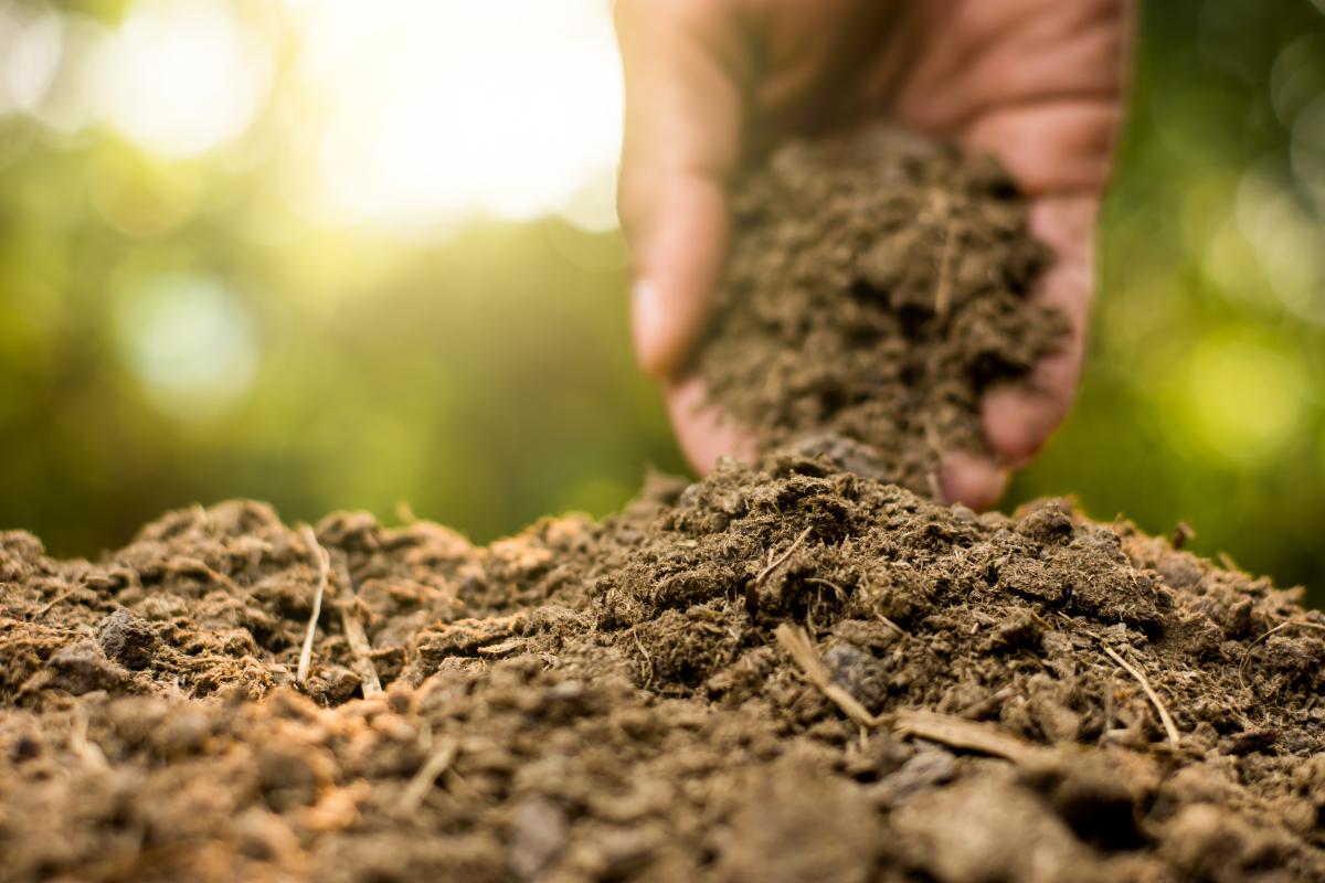 Person holding handful of fertilizer
