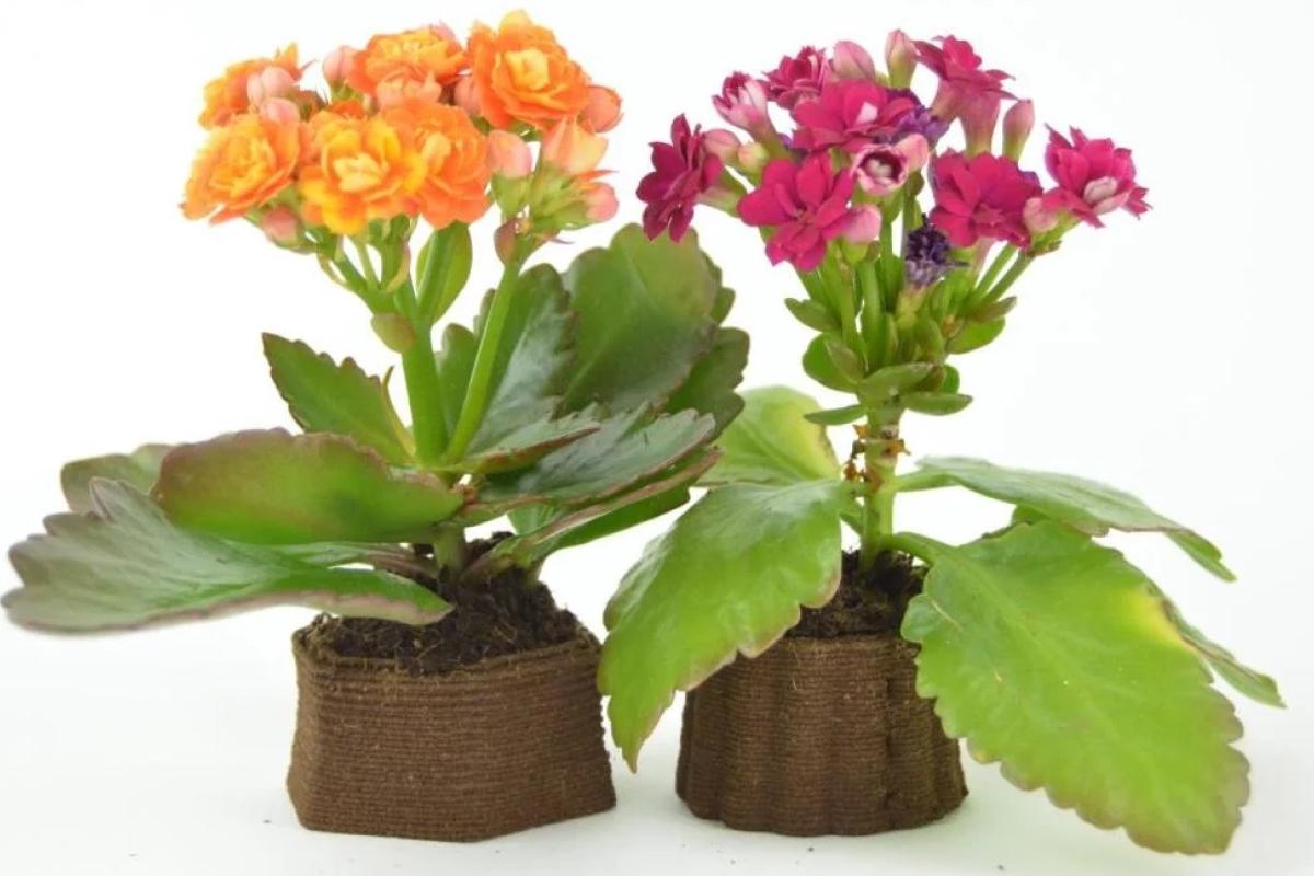 Flower pots 3D printed from spent coffee grounds