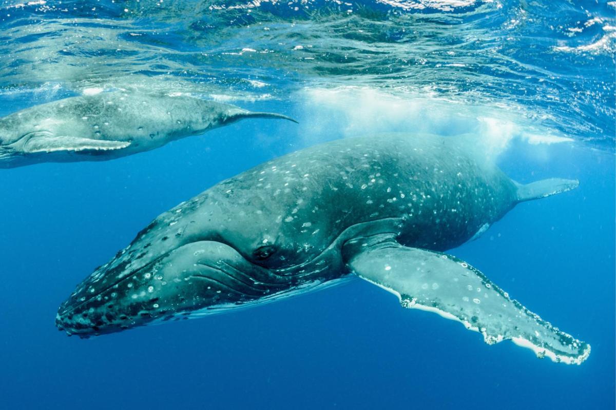 images of whales