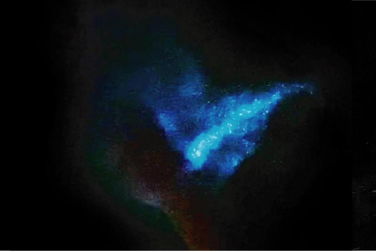 Designing with Bioluminescence thumbnail