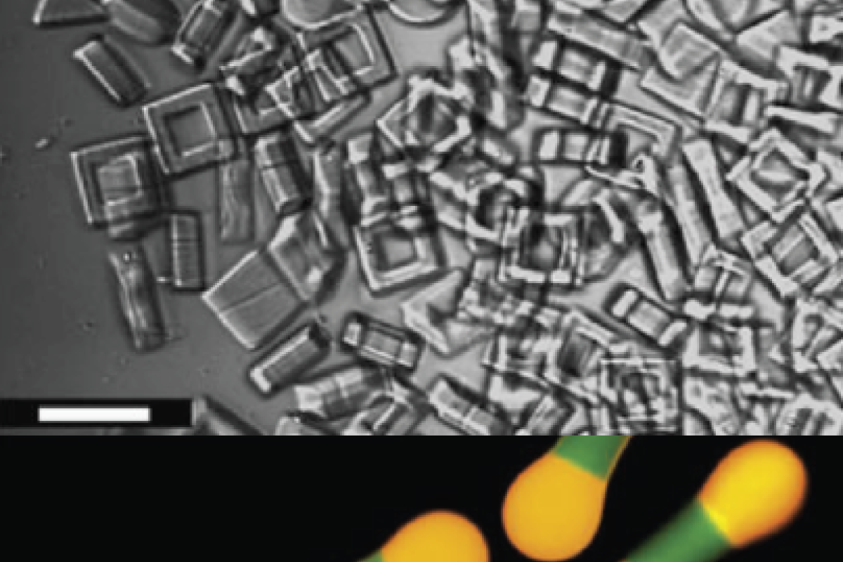 colloidal rotaxane photomicrograph