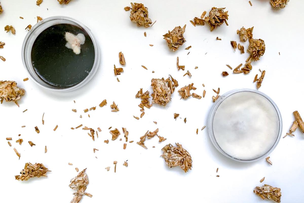 Mycelium bits spread around petri dishes of mycelium culture.