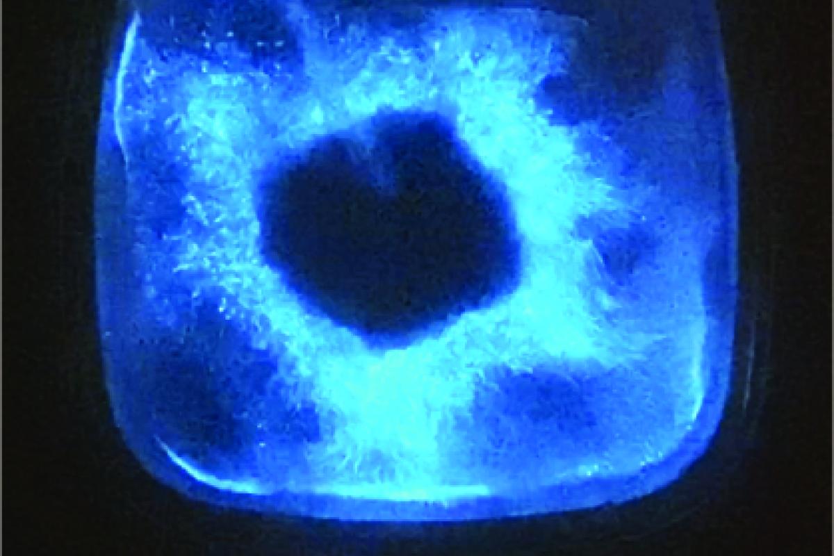 Pouring bioluminescent Dinoflagellates into an open environment stimulates a chemical reaction and light production by the Dinoflagellates.