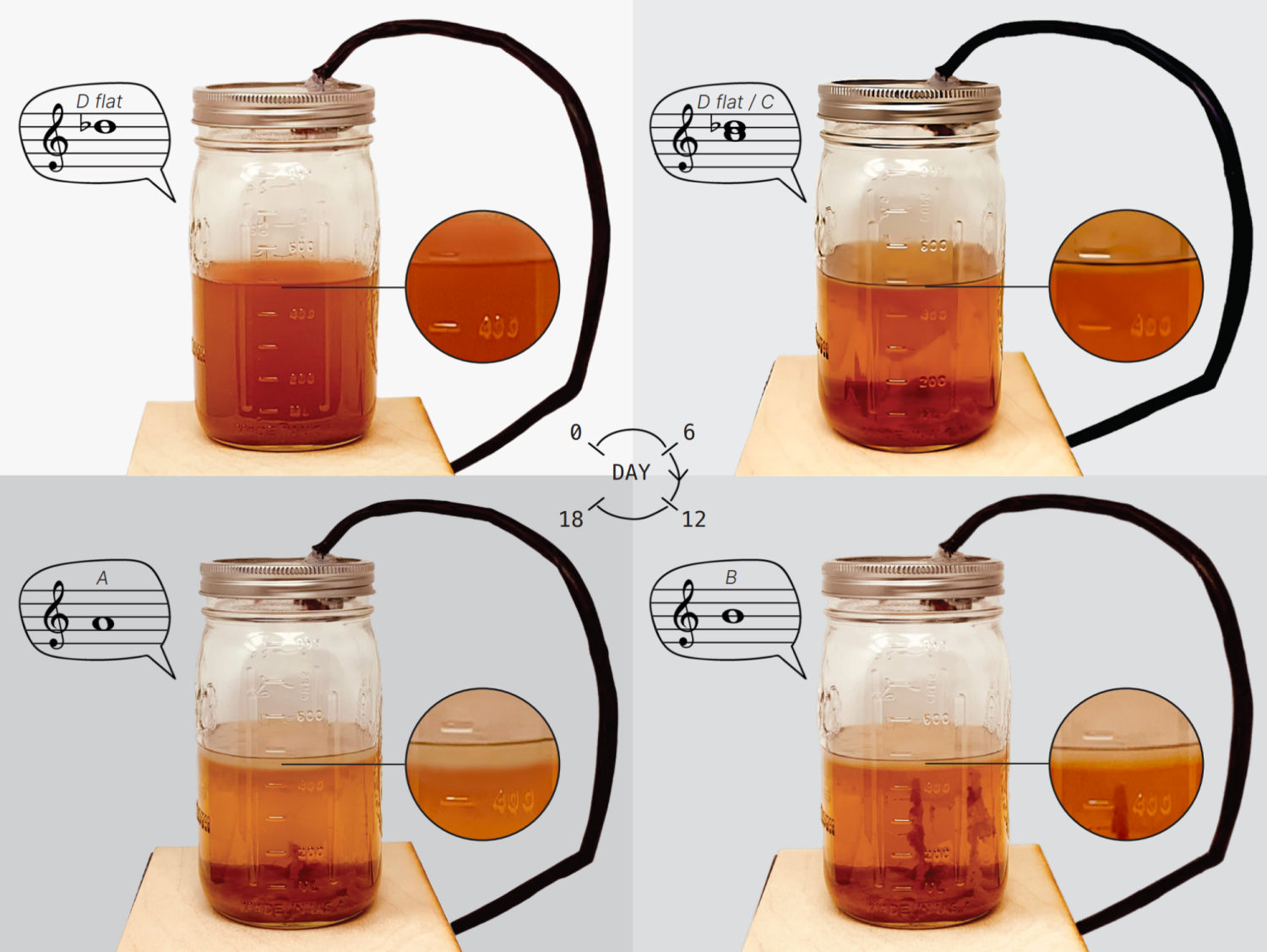Photo series of SCOBY growth with corresponding musical notes