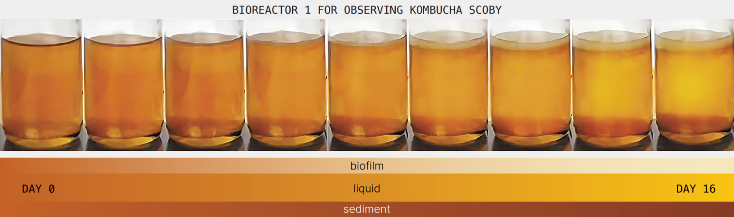 Bioreactor chart of daily oberservations of SCOBY noting biofilm, liquid color and sediment collection