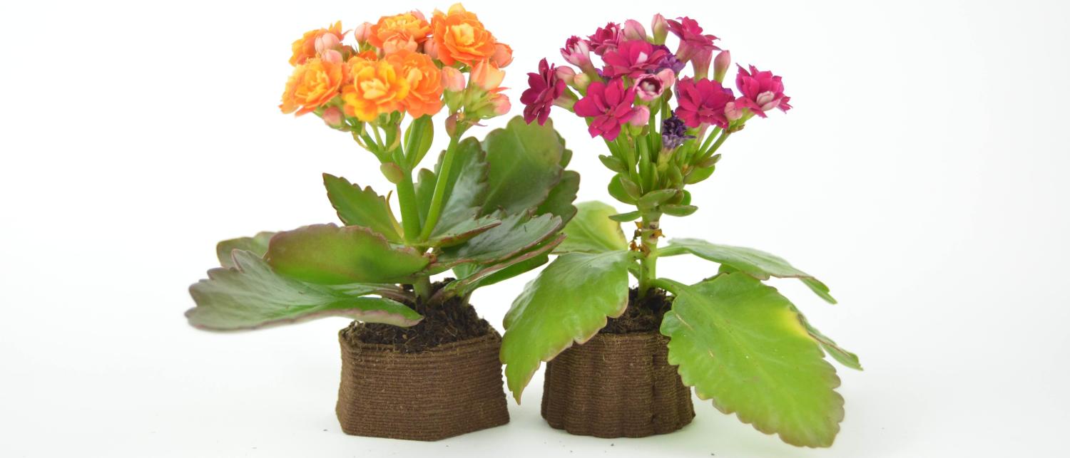 Flower pot 3D printed with from a medium of coffee grounds