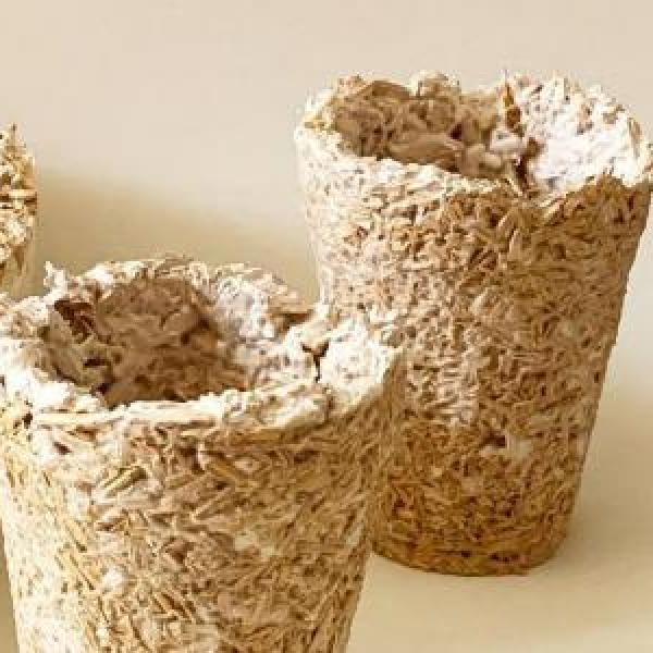 mycelium bowls