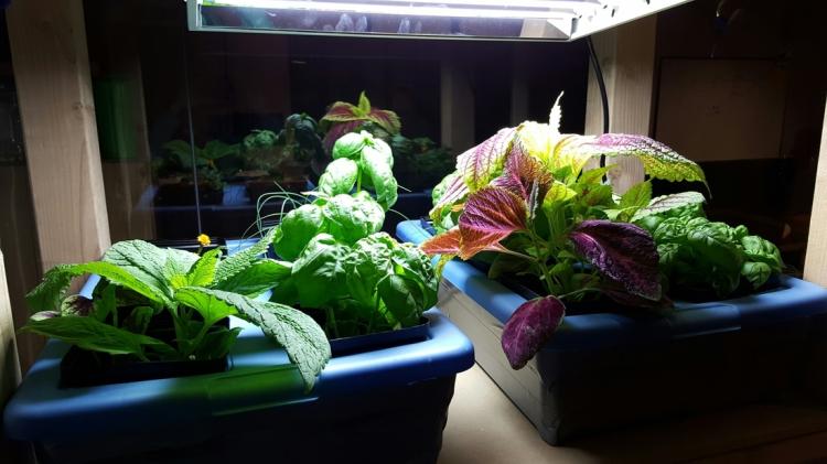 Plants being grown in the luminous science project.